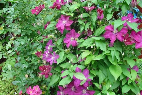 clématite en fleurs