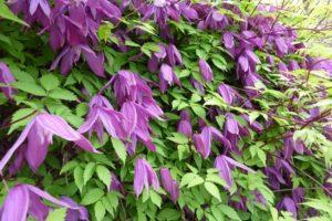 Descripció i varietats de clematis de la varietat Knyazhik, plantació i cura