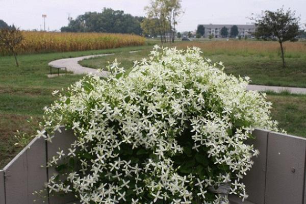 clematis manchurian