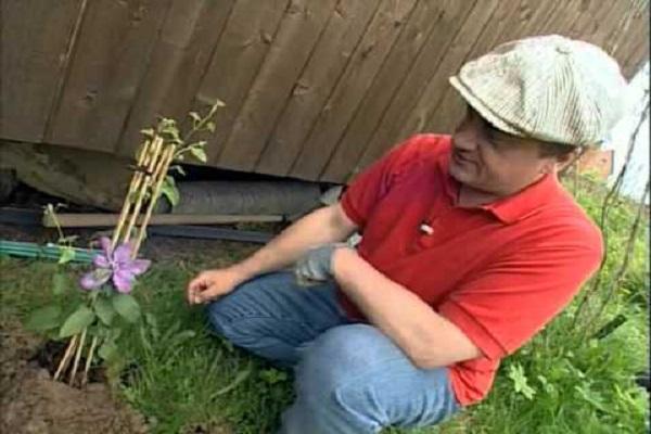 planting clematis