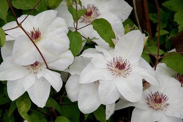 Clematis gospođica Bateman