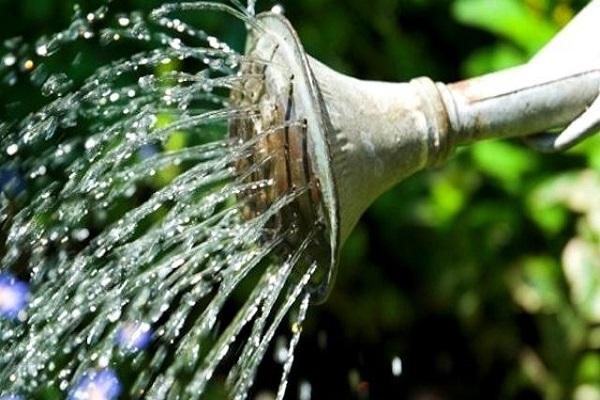 watering a flower