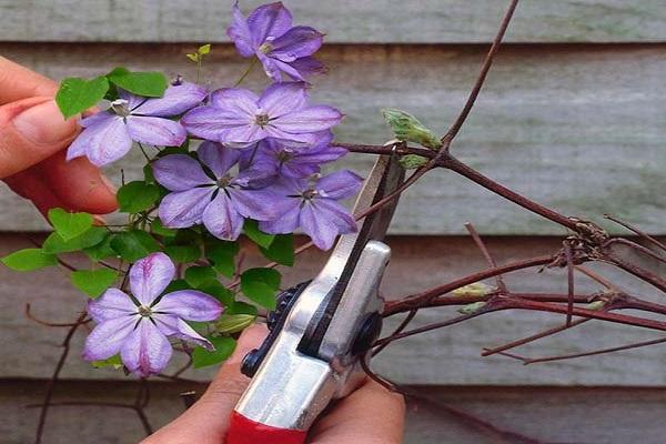 poda de flores