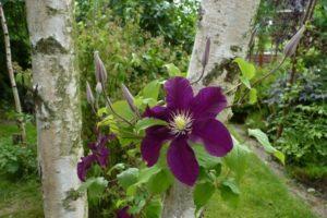 Description and cultivation of Varshavska Nike clematis, pruning group