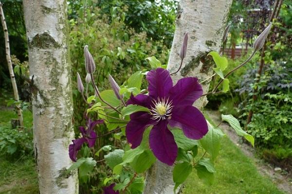 Clematis puun vieressä