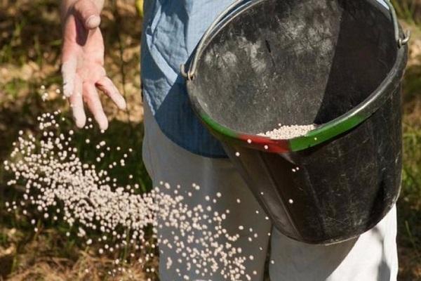 top dressing in a bucket