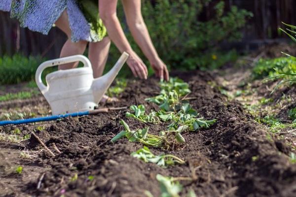 transfert au jardin