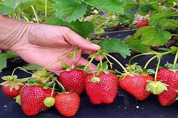 inspection des fruits