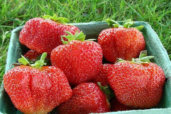 harvest basket