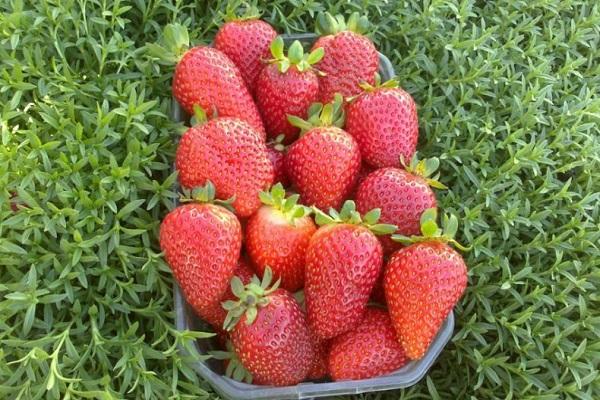 harvested crop