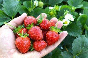 Mga paglalarawan at mga katangian ng iba't ibang strawberry na Avis Delight, pagtatanim at pangangalaga