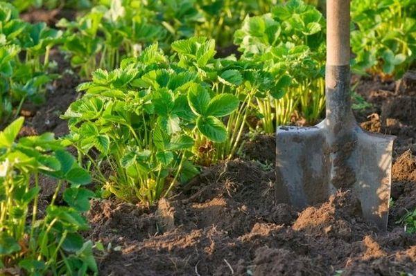 plantation de fraises