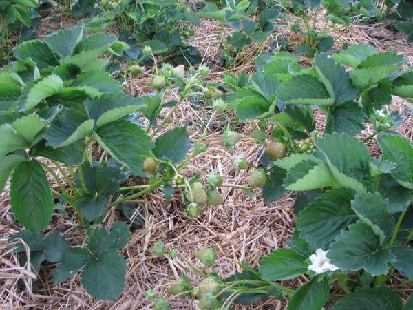 mulching strawberries