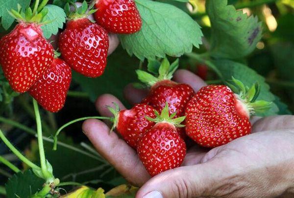 picking strawberries