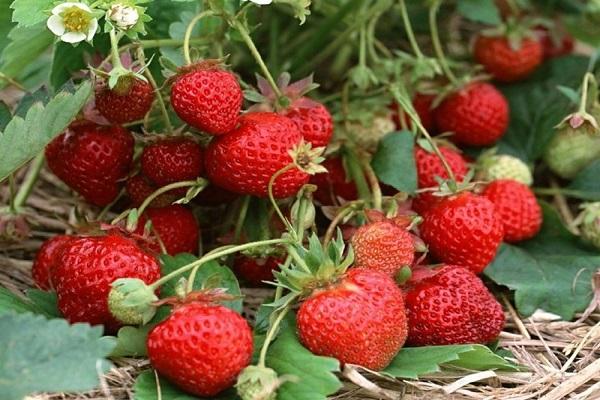 strawberry garland