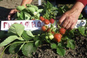 Description et caractéristiques des variétés de fraises Guirlande, plantation et entretien