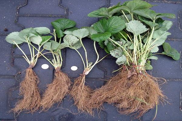 strawberry seedlings