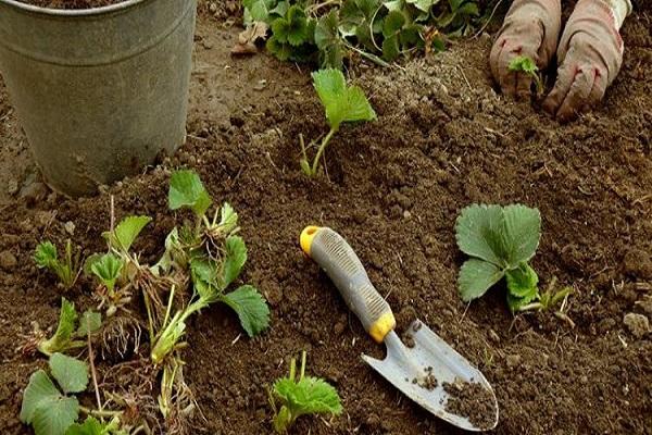 planting berries