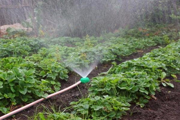 watering with hoses