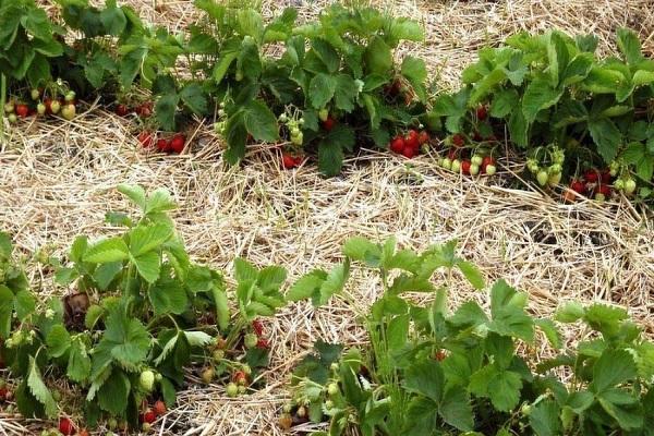 straw in the bushes