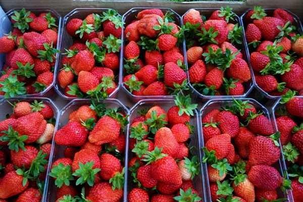 berries in a container