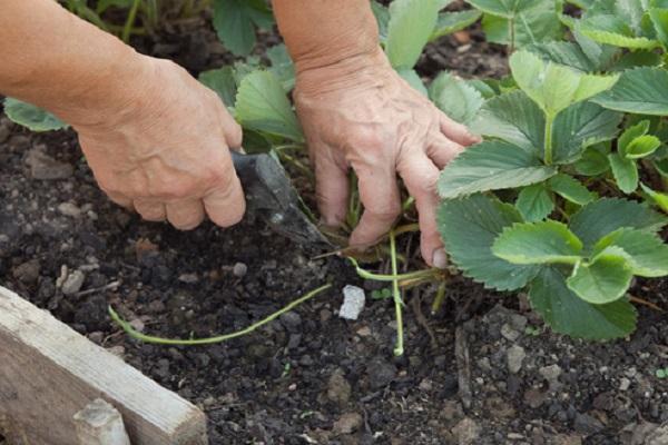 cleaning the garden