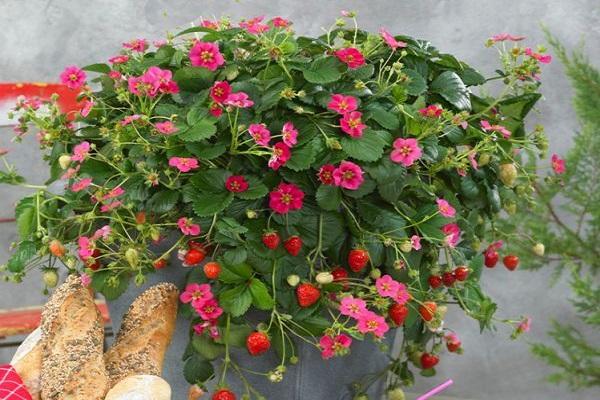 flowering berries