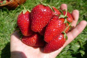 Description and characteristics of the Vityaz strawberry variety, the nuances of growing