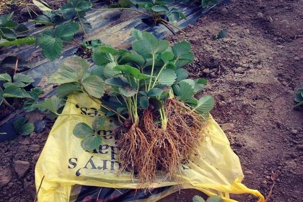 strawberry seedlings