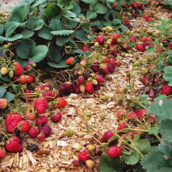 paillage de fraises