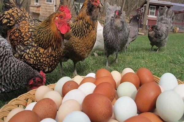 las gallinas ponedoras