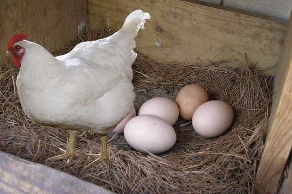 fresh eggs