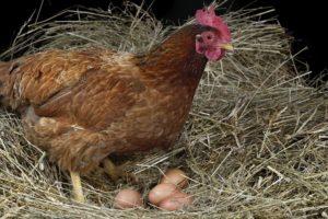 Quand les poulets commencent à pondre à la maison et la durée de la production d'œufs