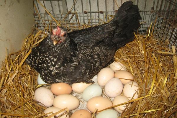 chicken on eggs