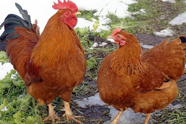 rooster with chicken