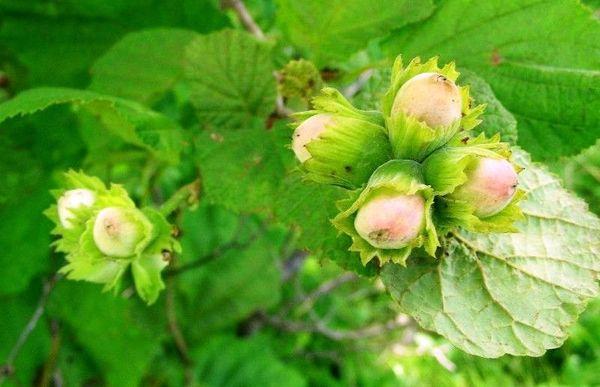 growing hazel