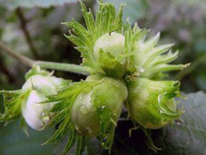 Descripció de la varietat d'avellana comuna Kontorta, plantació i cura