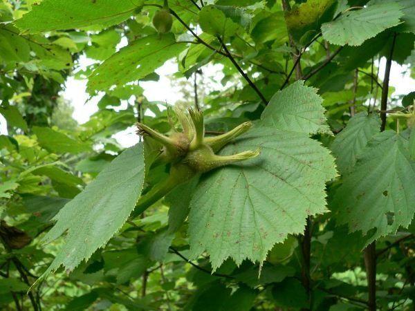 wild hazelnut