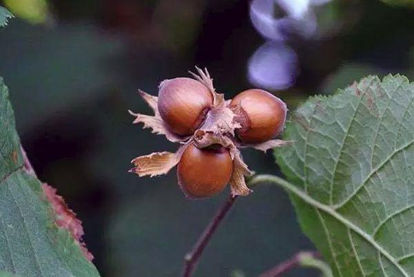 branch with nuts