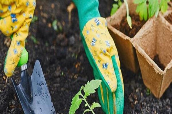 planting a plant