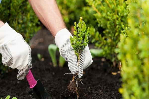 planting a seedling