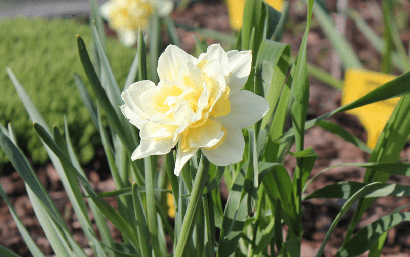 Narcissus Irene