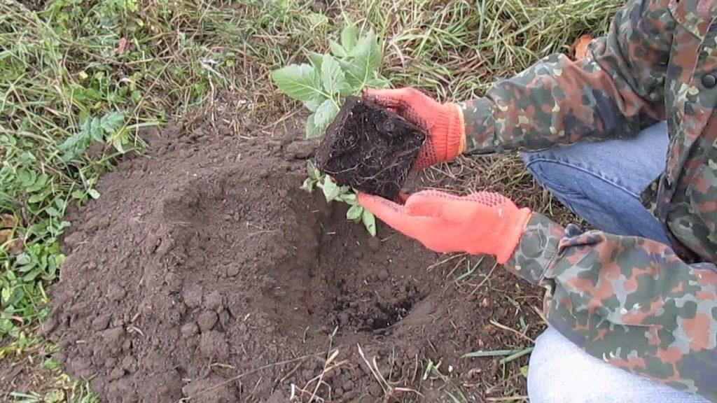 planting strawberries