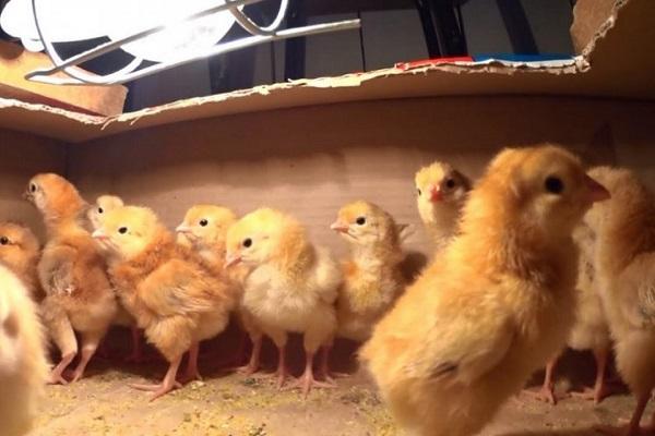 breeding chickens