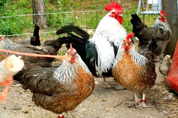 gallinero con pájaros