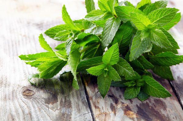 herb mint