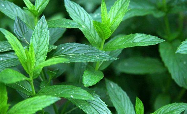 Drying mint