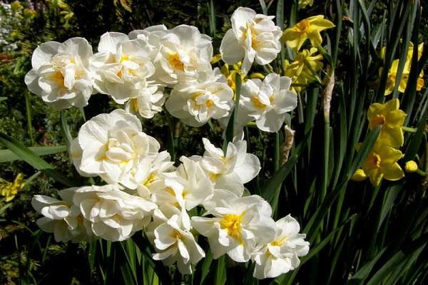 fleur dans le jardin