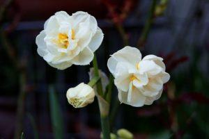 Description of the daffodil variety Bridal Crown, planting and care scheme