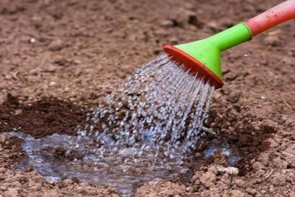 watering the soil